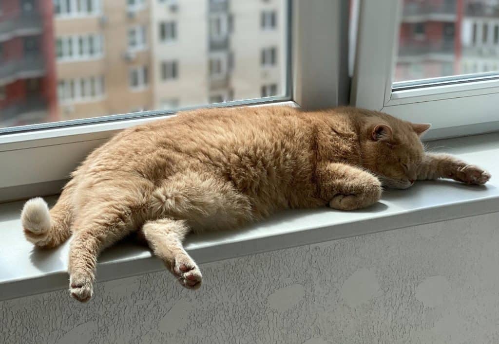 Office cat to improve workplace productivity
