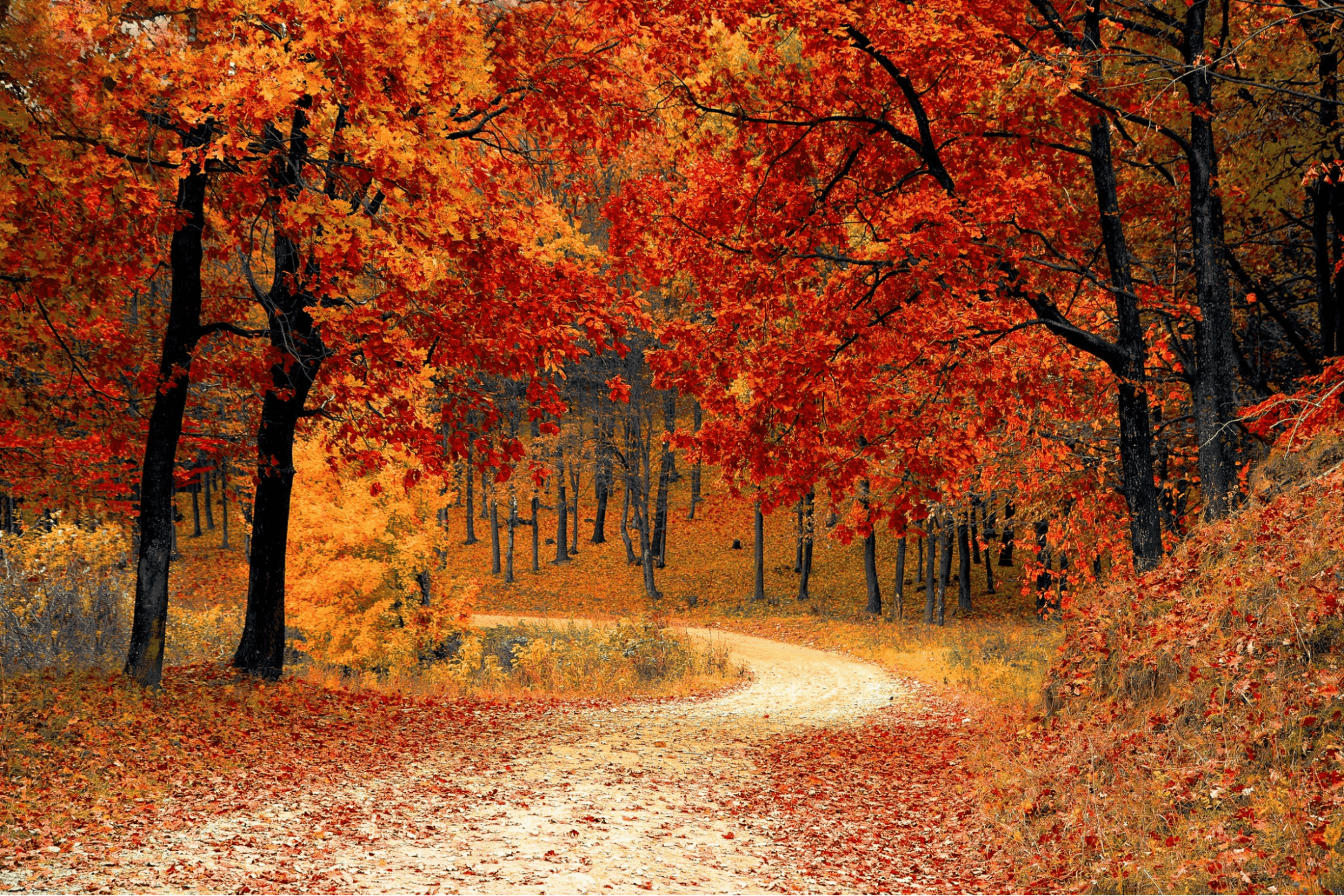 Trees during the fall with colorful leaves